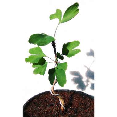 Ginkgo biloba 'Horizontalis'