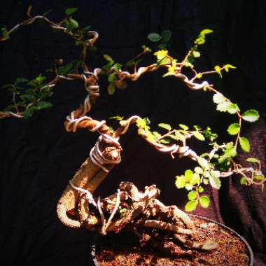 Ulmus parvifolia (Bonsai)