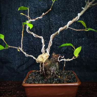 Ficus retusa (Bonsai)