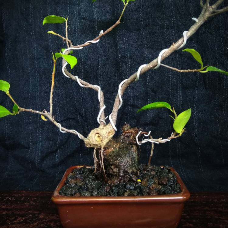 Plant image Ficus retusa (Bonsai)