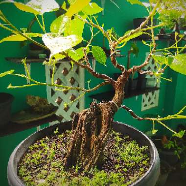 Ficus Religiosa