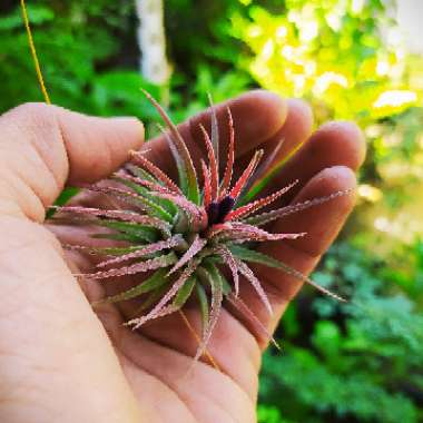 Tillandsia ionantha 'Red'