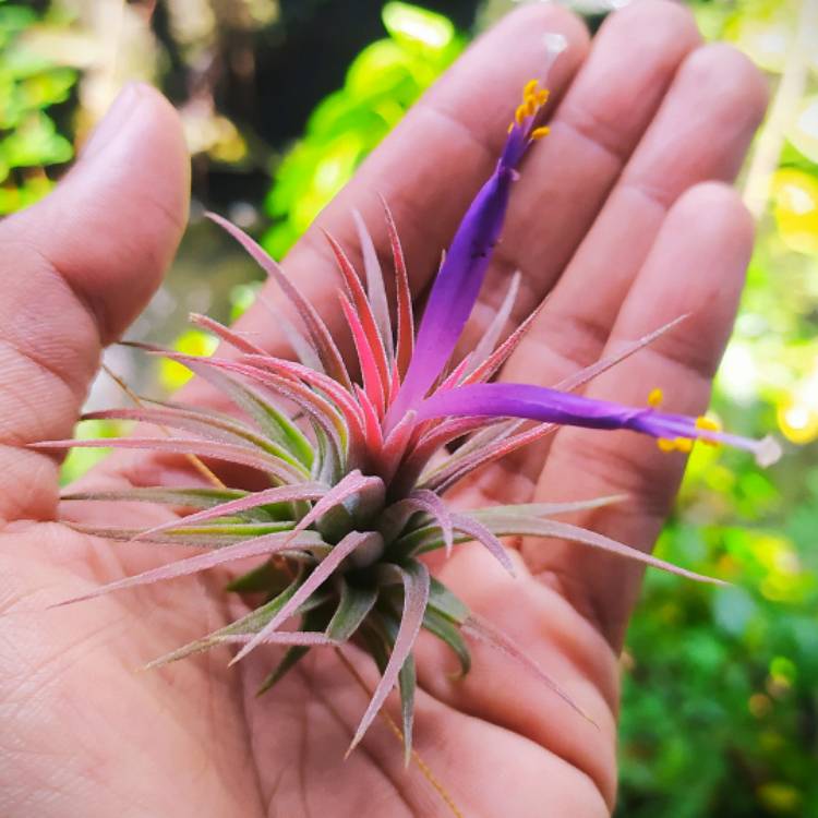 Plant image Tillandsia ionantha 'Red'