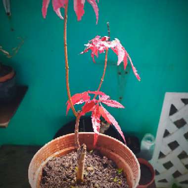 Acer Palmatum 'Atropurpureum'