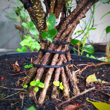 Ficus microcarpa (Bonsai)