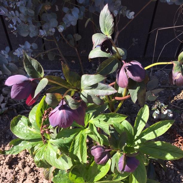 Plant image Helleborus purpurascens