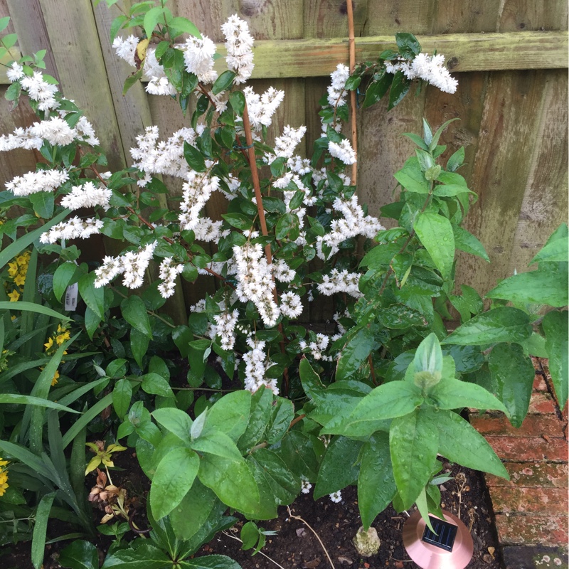 Plant image Deutzia scabra 'Candidissima' syn. Deutzia x wellsii