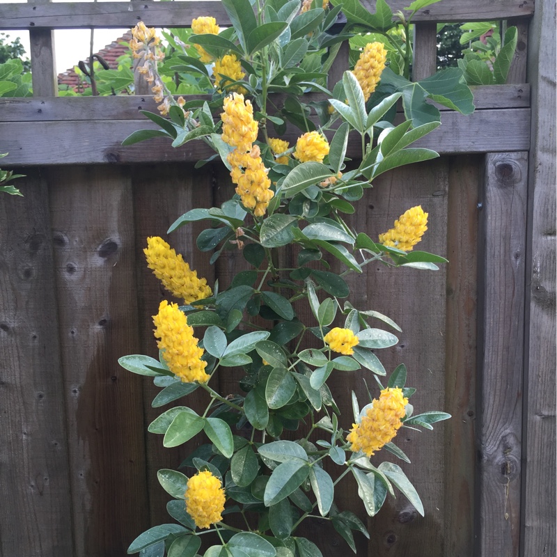 Plant image Argyrocytisus Battandieri syn. Cytisus battandieri