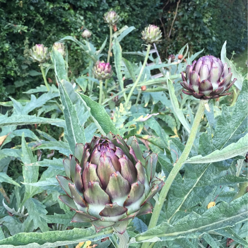 Globe Artichoke