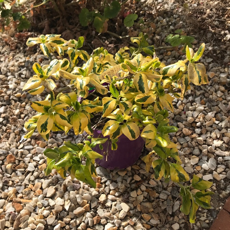 Plant image Coprosma repens 'Evening Star'