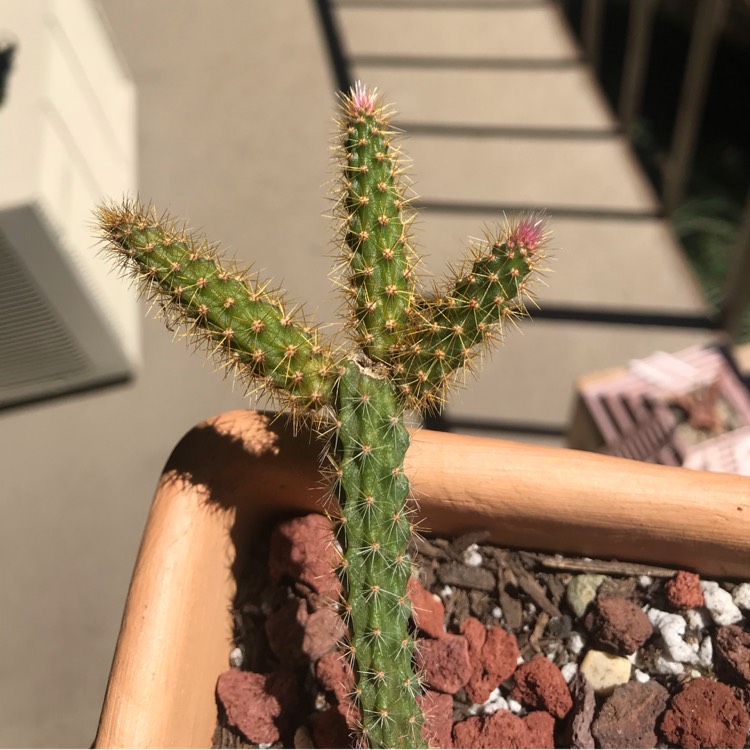 Plant image Aporocactus flagelliformis