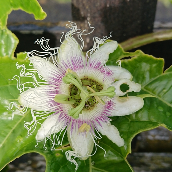 Plant image Passiflora picturata