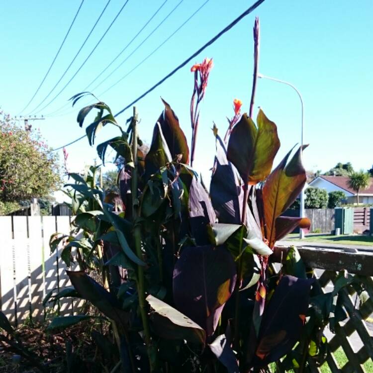 Plant image Canna 'Wyoming'