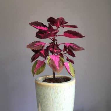 Coleus 'China Rose'