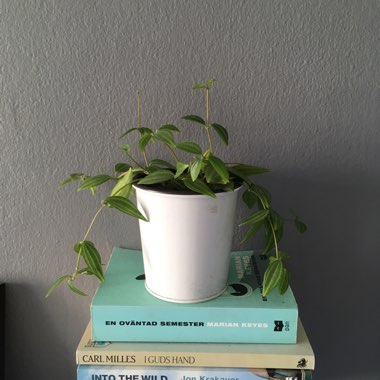 Peperomia