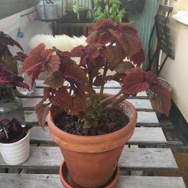 Coleus 'Marooned'