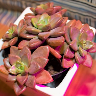 x Graptosedum Bronze