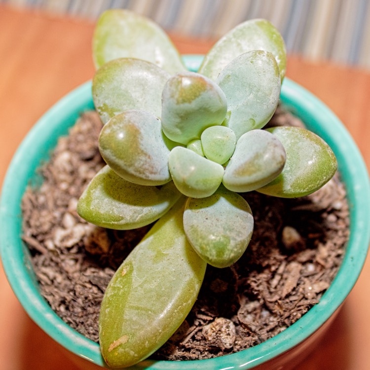 Plant image xSedeveria Blue Giant