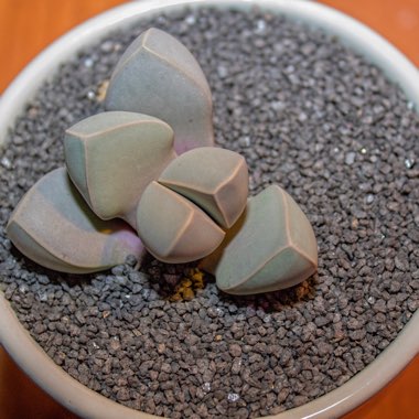 Lapidaria margaretae syn. Mesembryanthemum margaretae