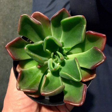 Echeveria Setosa var. Oteroi