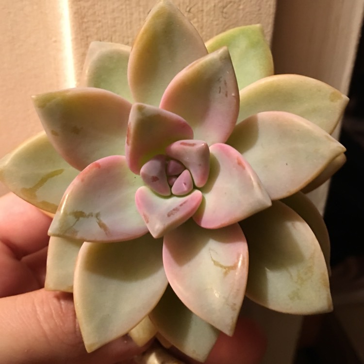 Plant image Graptopetalum Claret