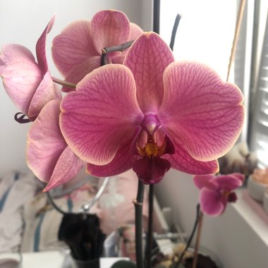 Phalaenopsis