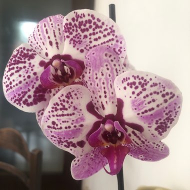 Phalaenopsis