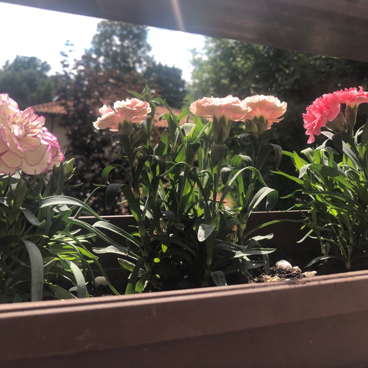 Plant image Dianthus chinensis 'White Fire'