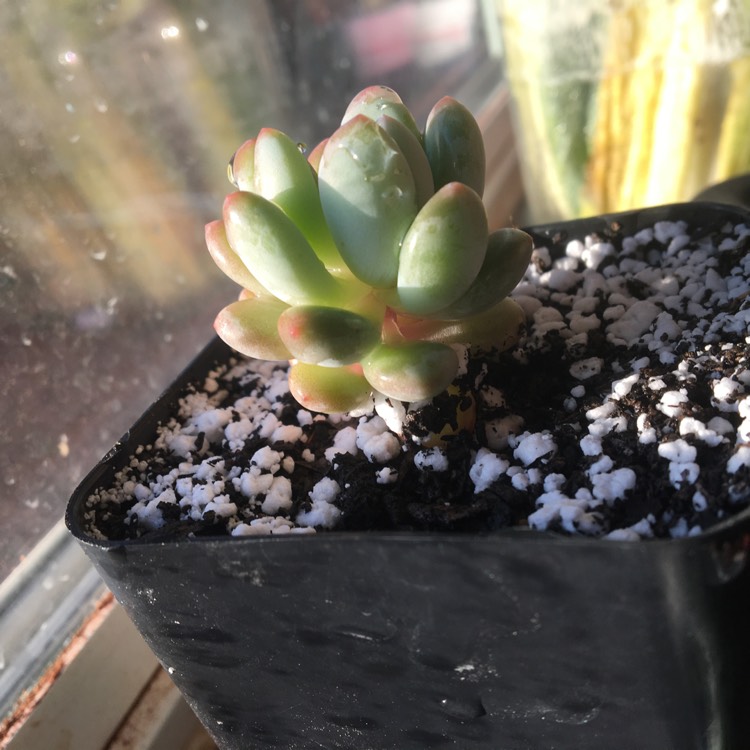 Plant image Pachyphytum