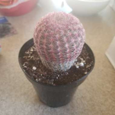 Echinocereus rigidissimus subsp. rubispinus