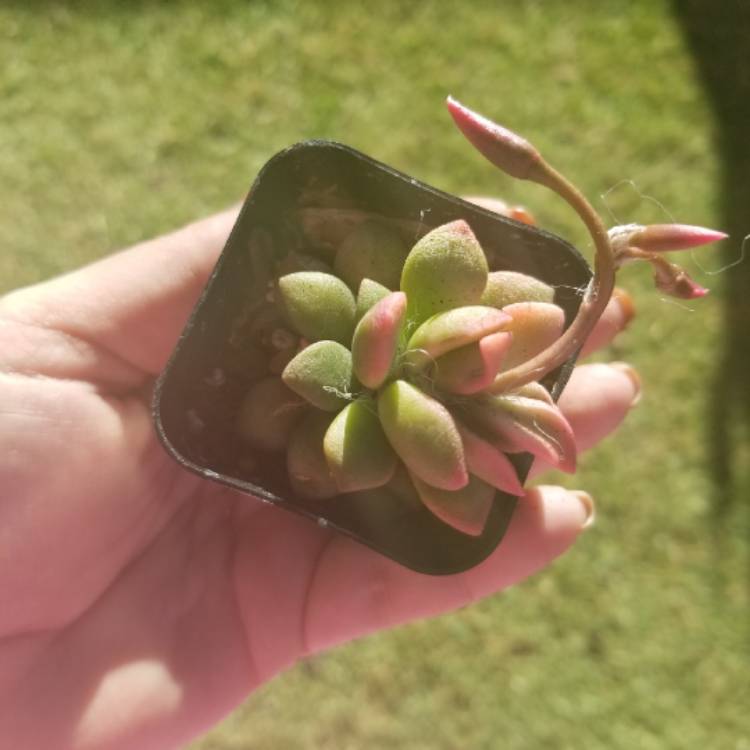 Plant image Anacampseros rufescens 'Sunrise' variegated