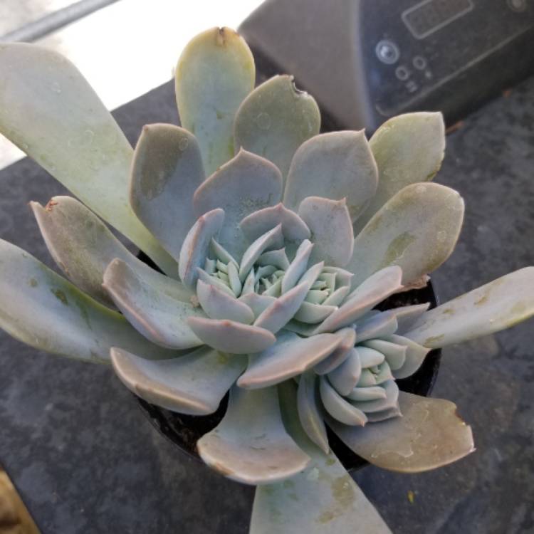 Plant image Echeveria Lucita