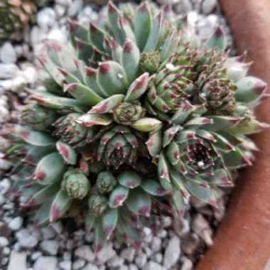 Sempervivum Calcareum