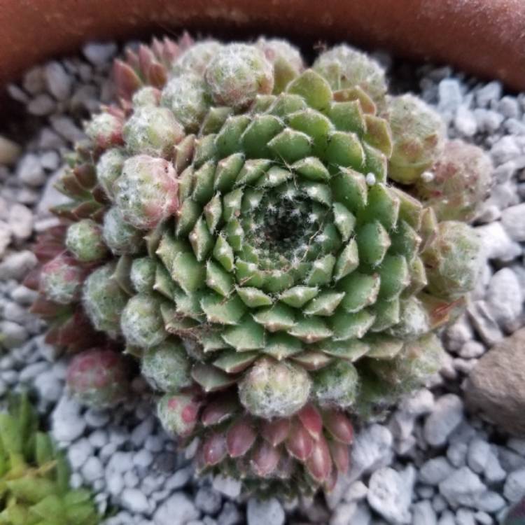 Plant image Sempervivum Spring Beauty