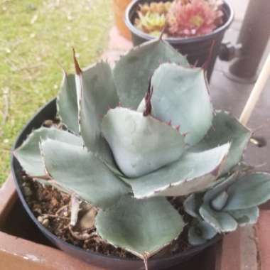 Agave parryi var. 'Truncata'