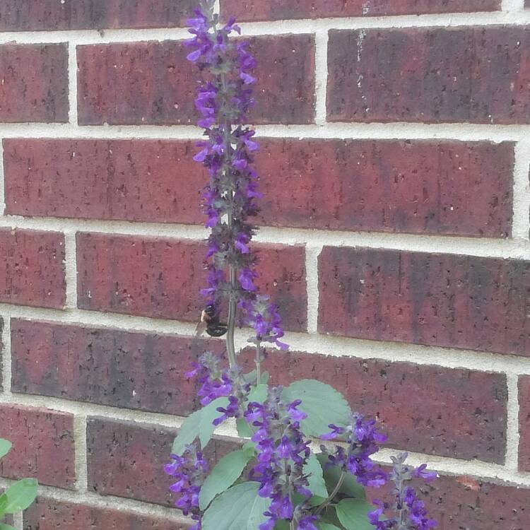 Plant image Salvia farinacea 'Victoria Blue'