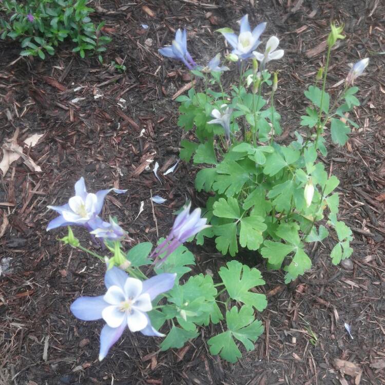 Plant image Aquilegia 'Origami Blue & White'