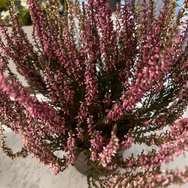 Calluna vulgaris