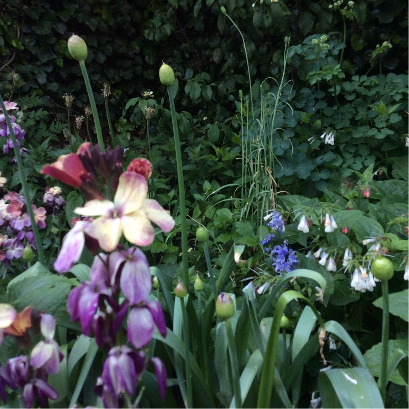 Allium 'Purple Sensation'