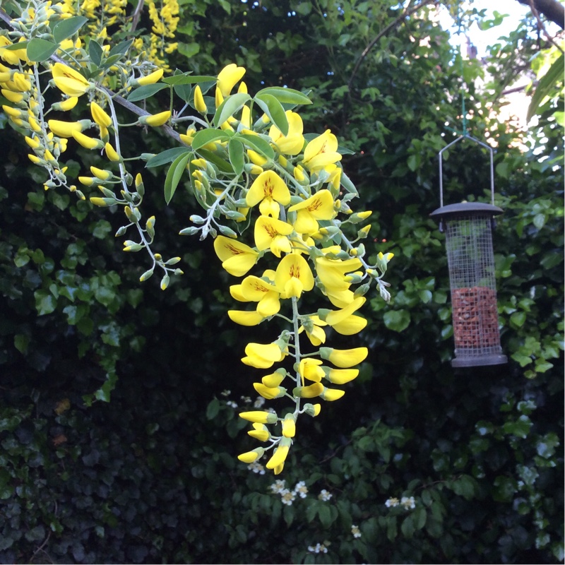 Voss's Laburnum