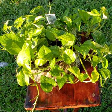 Epipremnum aureum (Devil's Ivy)