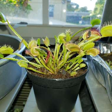 Venus Fly Trap