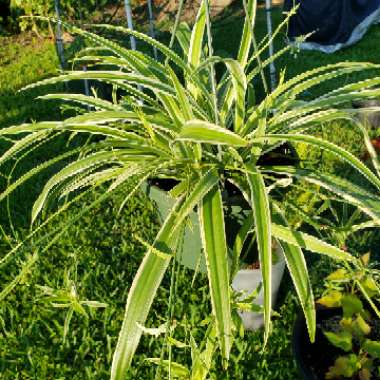 Spider Plant 'Bonnie'