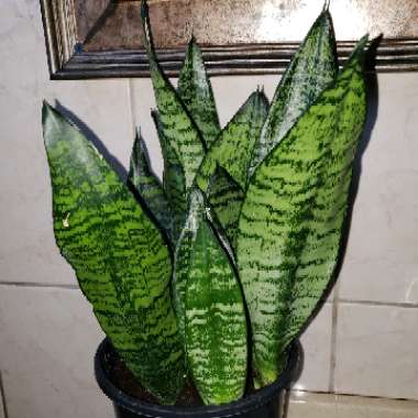 Snake Plant