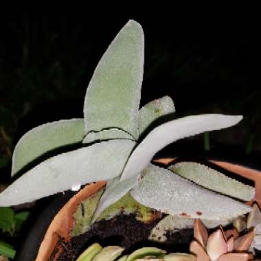 Crassula 'Propeller Plant'