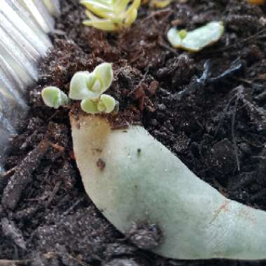 Crassula 'Propeller Plant'