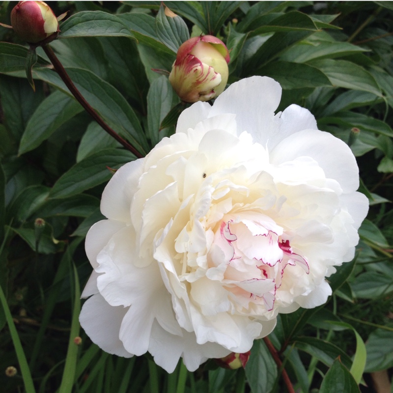 Plant image Paeonia lactiflora 'Nymphe'