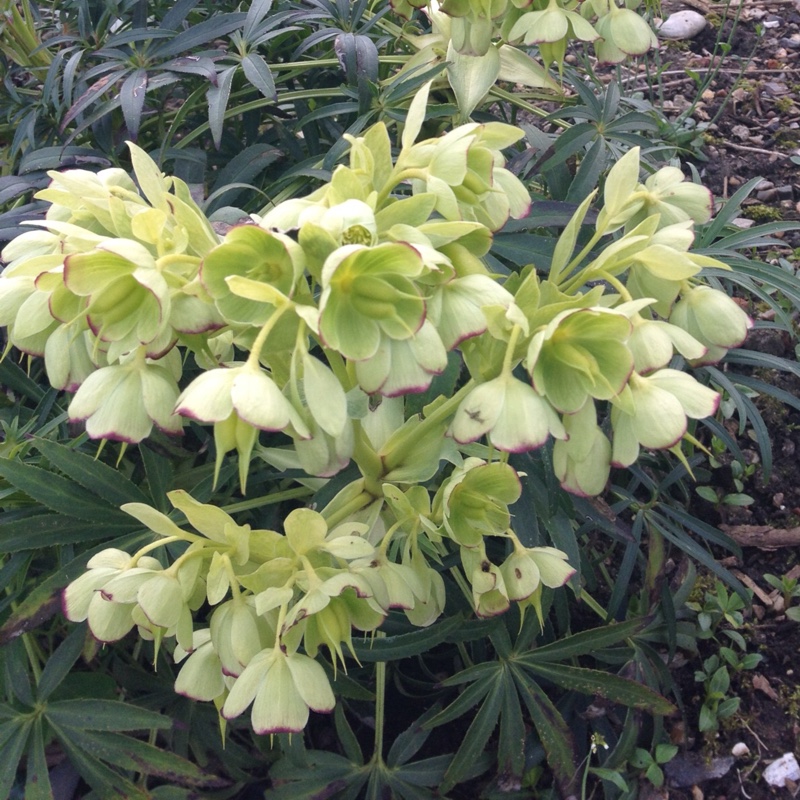 Hellebore (Species) Stinking Hellebore