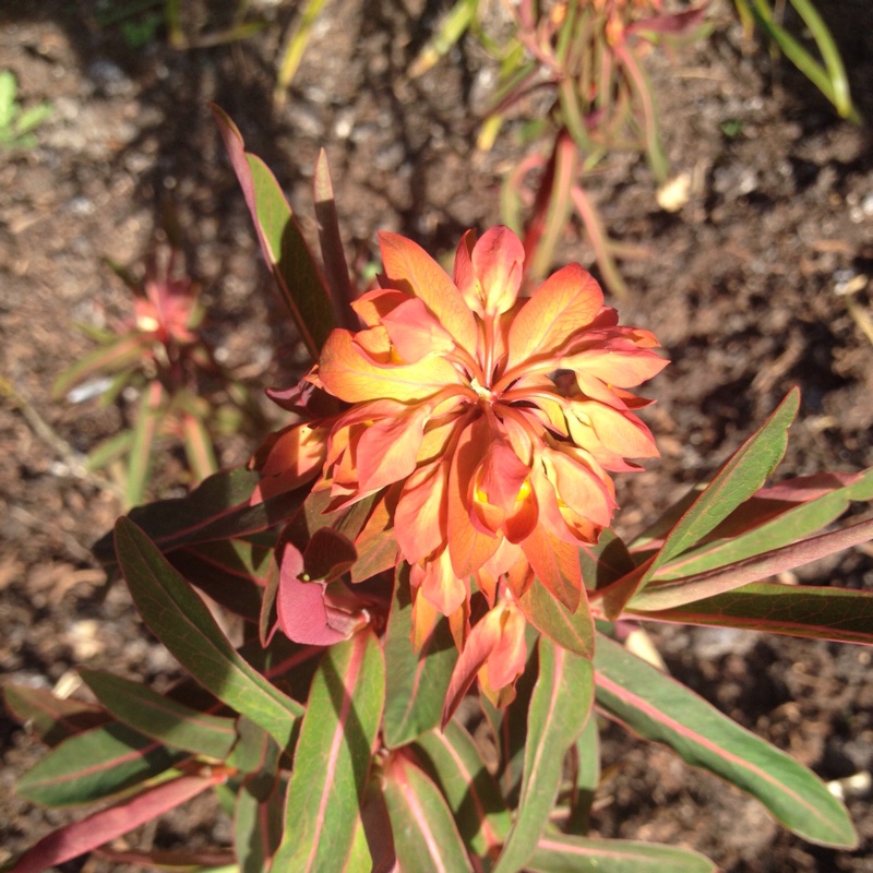 Griffith's Spurge 'Fireglow'