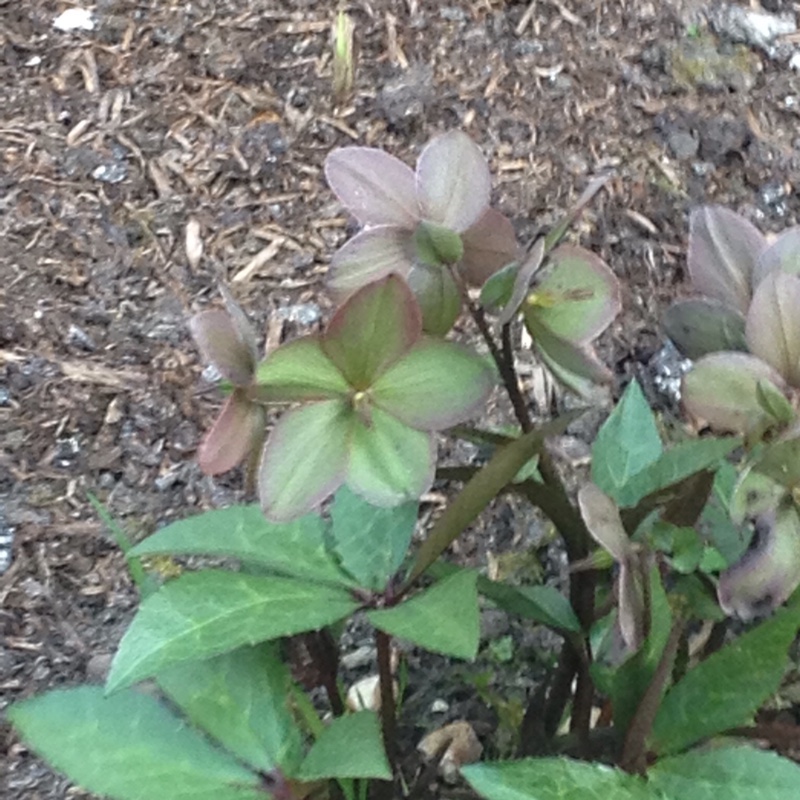 Hellebore